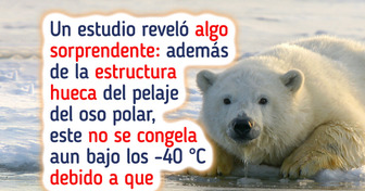 Científicos descubren el increíble secreto del pelaje del oso polar para no congelarse