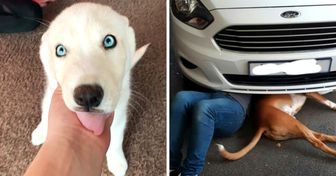 20 Relaciones especiales entre perros y humanos que quedaron demostradas en simples fotos