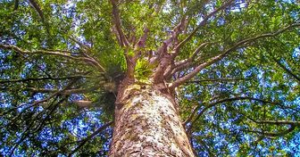 El tronco de un árbol que debería estar muerto sobrevive gracias a la ayuda de los árboles que lo rodean