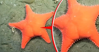 Así es la exploración submarina que muestra en directo los secretos que esconde el Atlántico Sur