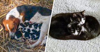 20 Mamás animales junto a sus pequeños hijos propios o adoptivos (verlos nos endulzó el día)