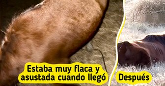 Esta yegua llegó sola a pedir ayuda y se encontró con un héroe que la salvó