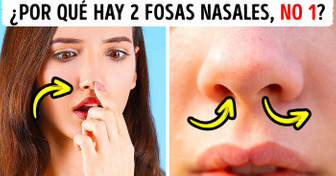 Por qué tenemos 2 fosas nasales si solo usamos una