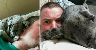 20 Fotografías conmovedoras que muestran el crecimiento de unas adorables mascotas