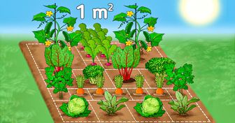 14 Plantas que puedes sembrar en 1 metro cuadrado y cosechar en menos de 70 días