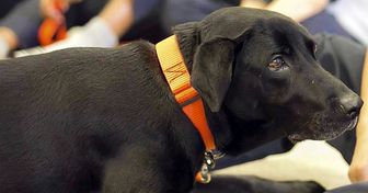 En Colombia, los perros sin hogar son rescatados y entrenados para ayudar en terapias asistidas