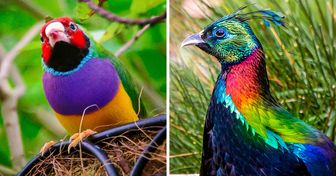 Conoce a 15 hermosas aves que habitan el planeta antes de que algunas de ellas desaparezcan