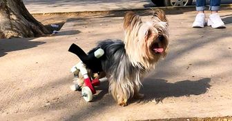 Un joven de 19 años crea prótesis y sillas de ruedas para perros con una impresora 3D, y las ofrece de forma gratuita