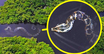 La serpiente más pesada del mundo más otros 17 monstruos del Amazonas