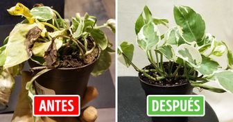 15+ Maneras de salvar una planta que estÃ¡ secÃ¡ndose, incluso si no tienes un pulgar verde