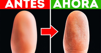 La piel perdida de las yemas de los dedos vuelve a crecer con el mismo patrón