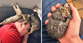 20 Gatitos durmiendo en donde sea, menos en su cama