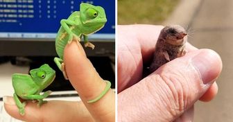 20+ Animales tan pequeños que podrían jugar dentro de tu mano
