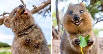 El quokka es conocido como “el animal más feliz del mundo”, y aquí hay 22 fotos que lo demuestran