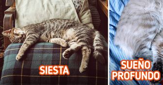 Por qué los gatos pueden dormir demasiado durante el día (y consejos para regular su sueño)