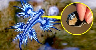 15 Criaturas inverosímiles del mundo marino que no parecen de nuestro planeta