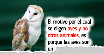 ¿Por qué elegir un ave del año es fundamental para el bienestar ambiental? Te contamos los motivos