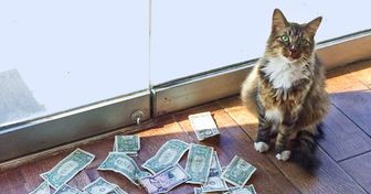 Un gato fue llevado a una oficina para cazar ratones, pero en vez de eso comenzó a traer dinero