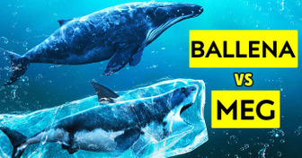 Megalodones vs. ballenas: Pistas sobre la desaparición del tiburón más grande del mundo