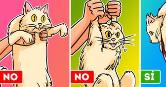 Veterinario revela cómo deberíamos cargar a nuestro gato y no morir en el intento