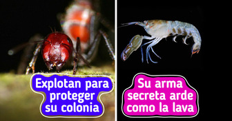 10 Comportamientos de animales que nos hacen cuestionarnos qué es real y qué no