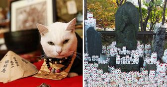 5 Pruebas de que Japón es un paraíso para los gatos