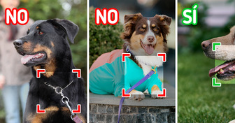 10 Descuidos que cometemos con nuestros perros que podrían lastimarlos