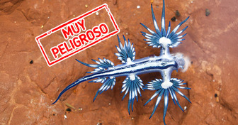 15 Datos curiosos del dragón azul, el ser de 3 cm que obligó a cerrar playas en España