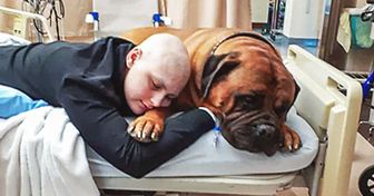 Un hospital canadiense permite que los pacientes vean a sus mascotas para que se recuperen pronto, y las fotos son conmovedoras