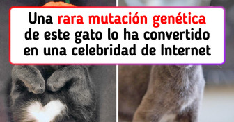 Descubre al gato que está arrasando en las redes sociales por un detalle peculiar