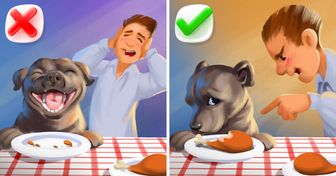 7 Consejos para evitar que tu mascota te mire con ojitos de “¡Dame de tu comida!”