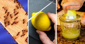 10 Maneras de combatir a las hormigas en nuestras casas y jardines con productos naturales