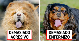 Veterinarios revelan 8 razas de perros que personalmente nunca tendrían
