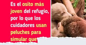Un pequeño osito perdió a su mamá, pero gana miles de corazones más en su nuevo hogar