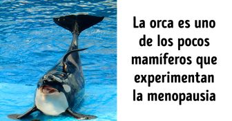 11 Características de las orcas que demuestran que son animales extraordinarios