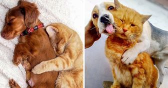 24 Fotos adorables de amistades entre perros y gatos que se robarán tu corazón por completo