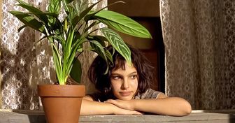 11 Razones científicas para tener plantas en tu casa