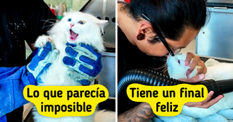 La historia que demuestra cómo con paciencia y cariño pueden sanar incluso al gato más temeroso