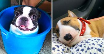 30 Fotos adorables de terriers que harán que quieras tener uno