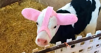 Una granjera inventó orejeras para mantener calentitos a los terneros recién nacidos y las fotos son adorables