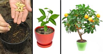 8 Árboles frutales que puedes cultivar a partir de las semillas de tus propias frutas