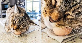 17 Fotos que demuestran que a los gatos se les permite todo y más