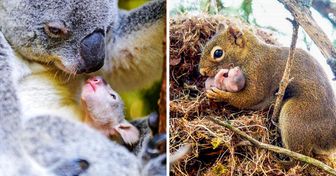 20 Adorables fotos que demuestran que no hay nada como el amor de una madre (nuevas imágenes)