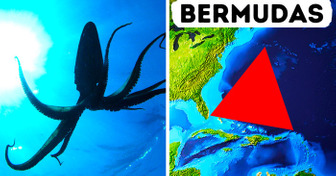 Los calamares gigantes podrían resolver el misterio del Triángulo de las Bermudas