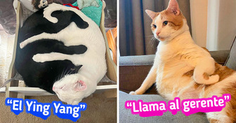 20 Gatos que con sus ocurrencias fueron fuentes dignas de memes