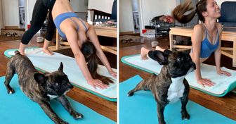 20 Mascotas nos muestran su flexibilidad para hacer yoga y son mejores que muchos humanos