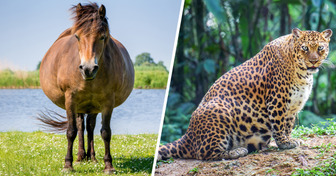 20 Fotos que demuestran que las mamás animales también son unas campeonas