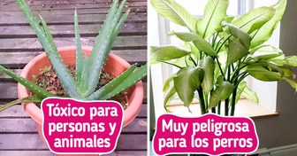 Estas 10 plantas decorativas pueden hacerte daño (aunque no lo parezca)