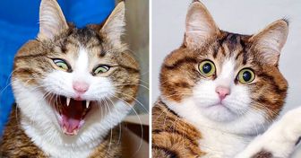 El lindo gatito discapacitado que conquistó Instagram con sus expresiones faciales, tú también te identificarás con ellas