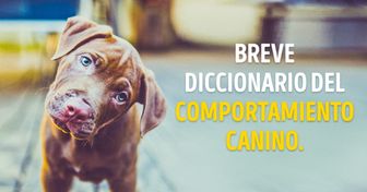 Breve diccionario del comportamiento canino